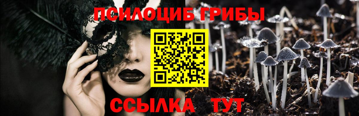 Карачаевск  Псилоцибиновые грибы Cubensis  Вход с VPN 